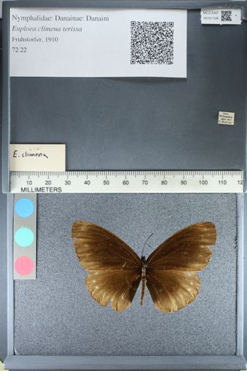 Media type: image;   Entomology 161126